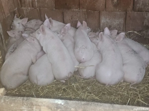 vând 20  purcei de 13-14  săptămâni rasa de carne25 -30 kg  - imagine 3