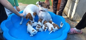 Jack Russel terrier pui