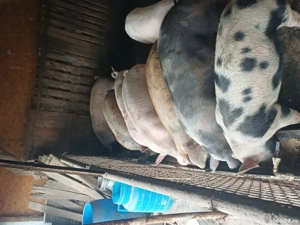 Vand Porci - imagine 2