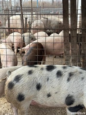 Vand porci pentru Craciun  - imagine 5