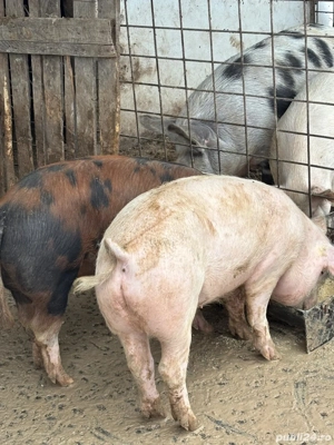 Vand porci pentru Craciun  - imagine 4