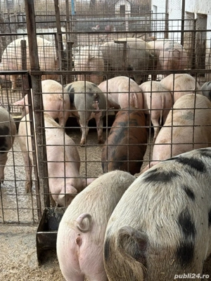 Vand porci pentru Carciun