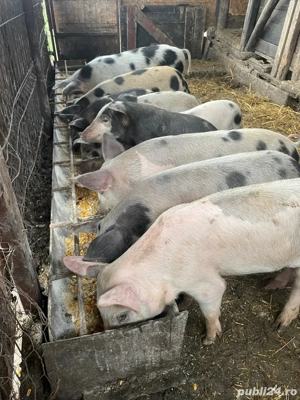 soldanasi  - imagine 2