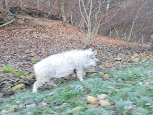 Porc mangalta180 200kg