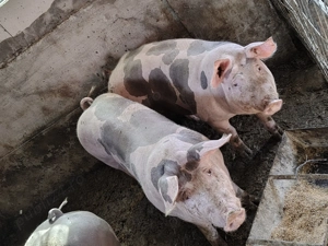 Porci pentru sacrificat  - imagine 5