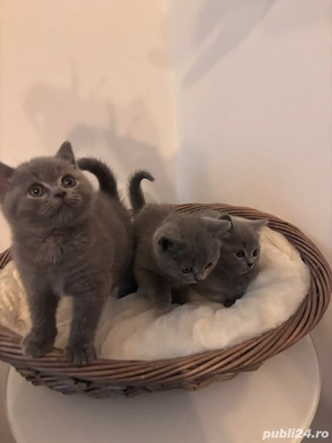 British Shorthair Blue 