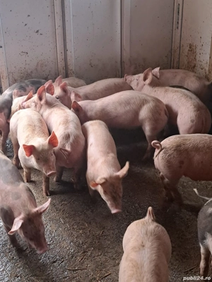 vând purcei  - imagine 3