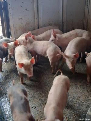 vând purcei  - imagine 4