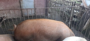 Vând porc duroc - imagine 5