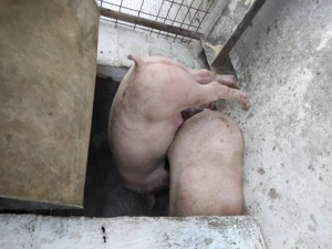 Porci de vanzare  - imagine 4
