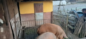 Vând porc duroc - imagine 4