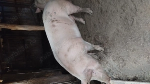 Porci de vanzare  - imagine 2