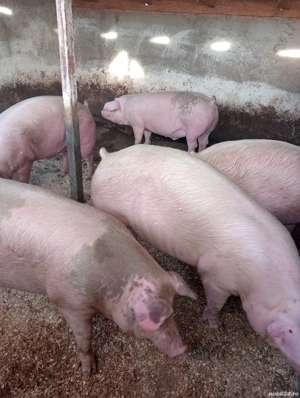 porci mari pentru Crăciun 