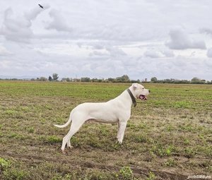Vand pereche dog argentinian 