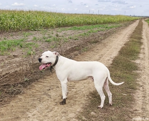 Disponibil pentru o nouă casă  - imagine 3