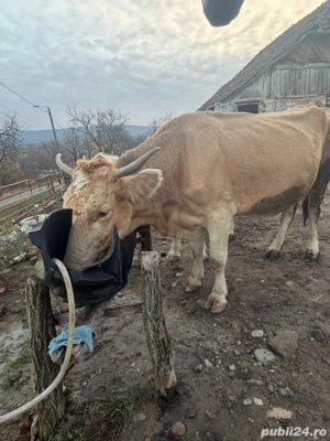 vaca de vanzare - imagine 5