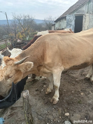 vaca de vanzare - imagine 2