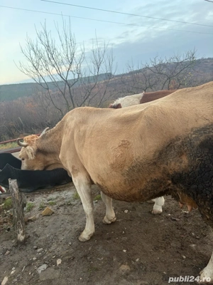 vaca de vanzare - imagine 4
