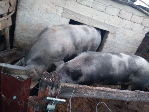 Porci de vânzare, crescuți natural - imagine 2