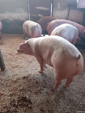 porci pentru Sacrificat - imagine 2