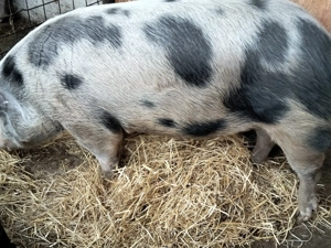 Disponibil 250 kg+++ - imagine 4