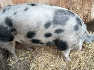 De vânzare............ - imagine 2