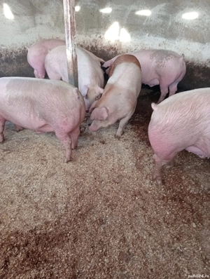 vand porci pentru Crăciun 