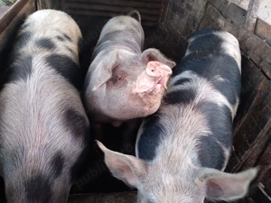 Porci de vânzare, crescuți natural - imagine 3