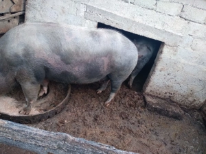 Porci de vânzare, crescuți natural - imagine 4