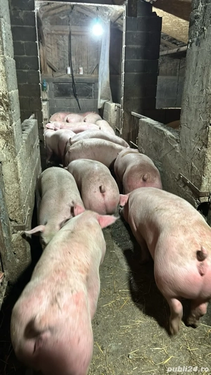 porci de vanzare  - imagine 2