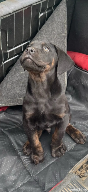 ATENTIE    A MAI RAMAS UN Pui Cane Corso DEOSEBIT  de vânzare   inteligenți, protectori și loiali