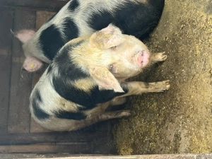 Porc de vânzare ! - imagine 4