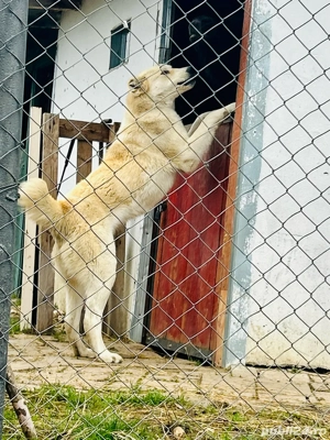 Asia Centrala din parinti cu pedigree