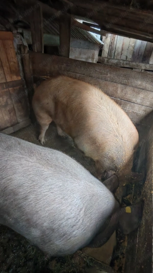 P  o  r  c  i    de   vânzare  - imagine 3