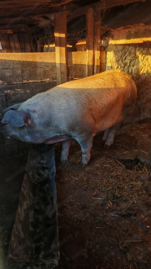 P  o  r  c  i    de   vânzare  - imagine 4