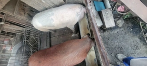 De vînzare doi porci  - imagine 2