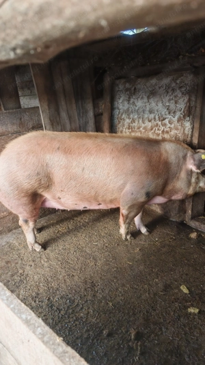 P  o  r  c  i    de   vânzare  - imagine 5