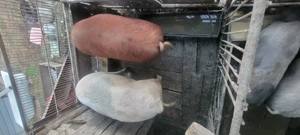 De vînzare doi porci  - imagine 3