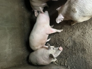 porci de vizare crescuti natural 150  250 kg  - imagine 2