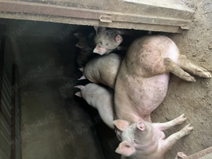 porci de vizare crescuti natural 150  250 kg  - imagine 4