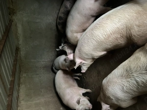 porci de vizare crescuti natural 150  250 kg  - imagine 3