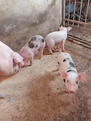 Purcei ,porci - imagine 5