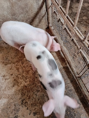 Purcei ,porci - imagine 2