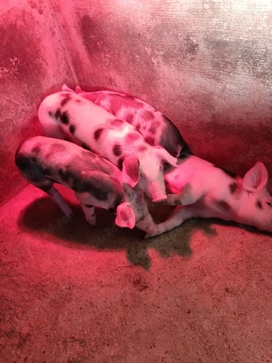 Purcei ,porci - imagine 3