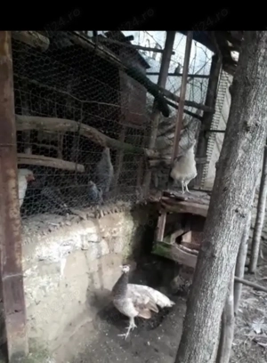 De vinzare o pereche de păuni rațe și turturele