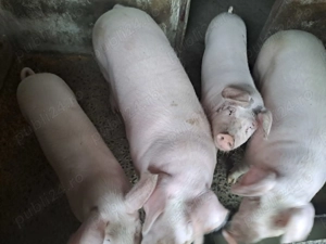 Vand porci tineri 8 9 luni crescuti cu cereale si verdeata