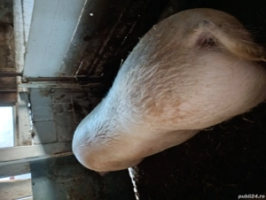 Vând Purcea Landras 300kg. - imagine 5