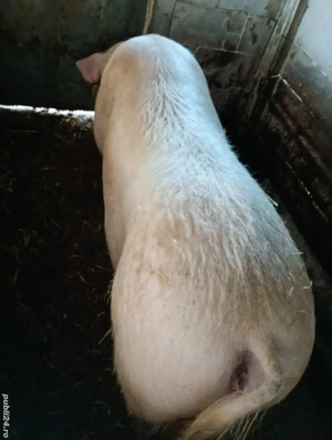 Vând Purcea Landras 300kg. - imagine 2