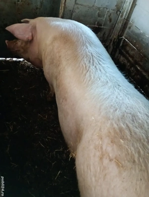 Vând Purcea Landras 300kg. - imagine 3