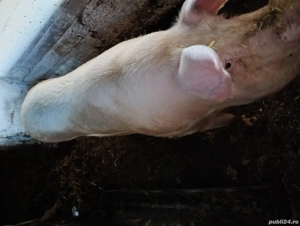 Vând Purcea Landras 300kg. - imagine 4